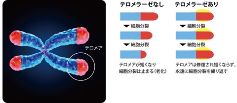 復元（マグネット）パック