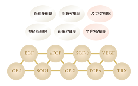 復元（マグネット）パック